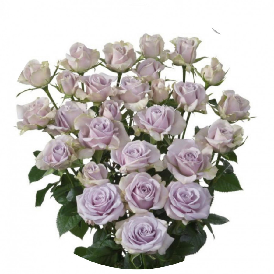 Roses Spray .Lilac