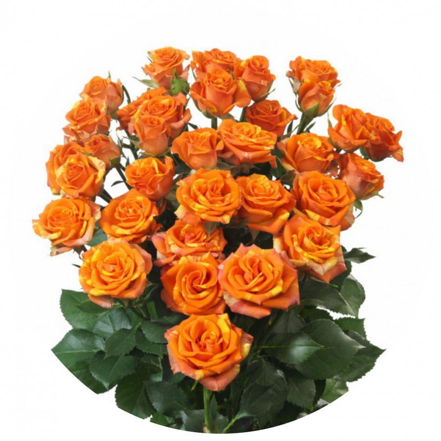 Roses Spray Smashing