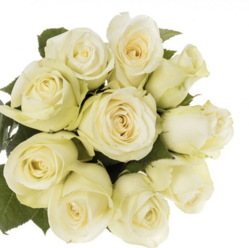 Roses Spray .White