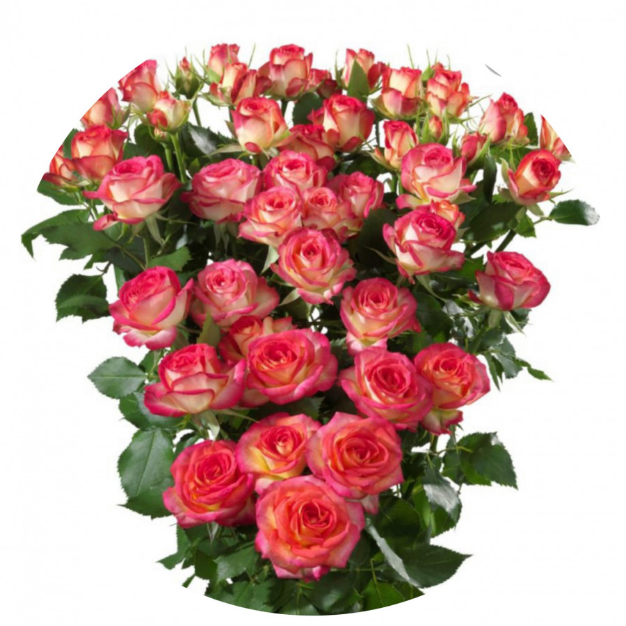 Roses Spray Summer Dance!