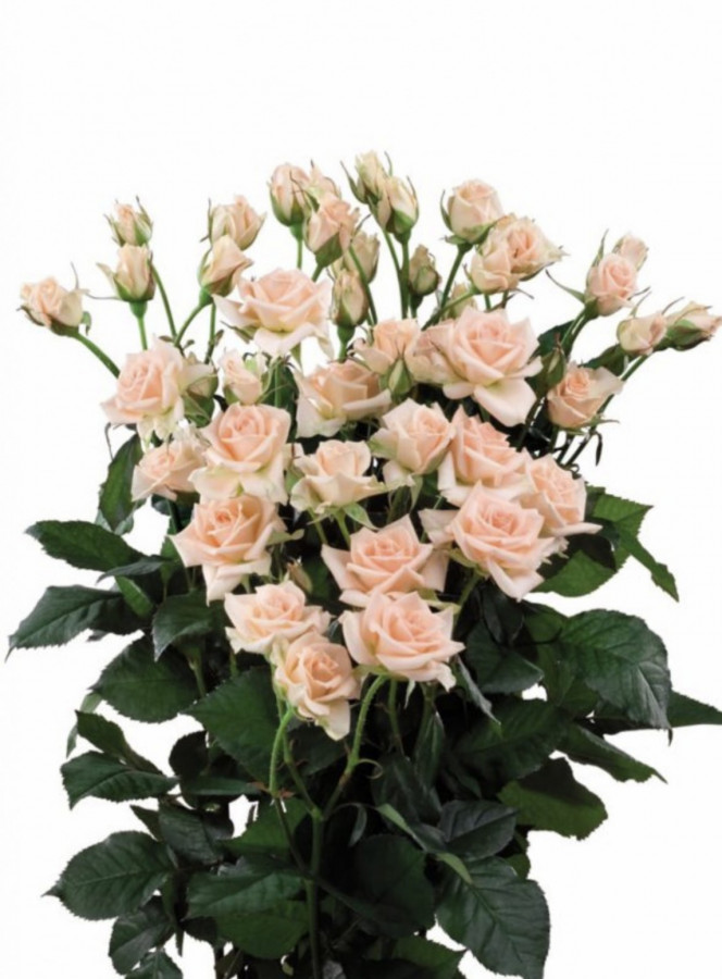 Roses Spray Sweet Sara