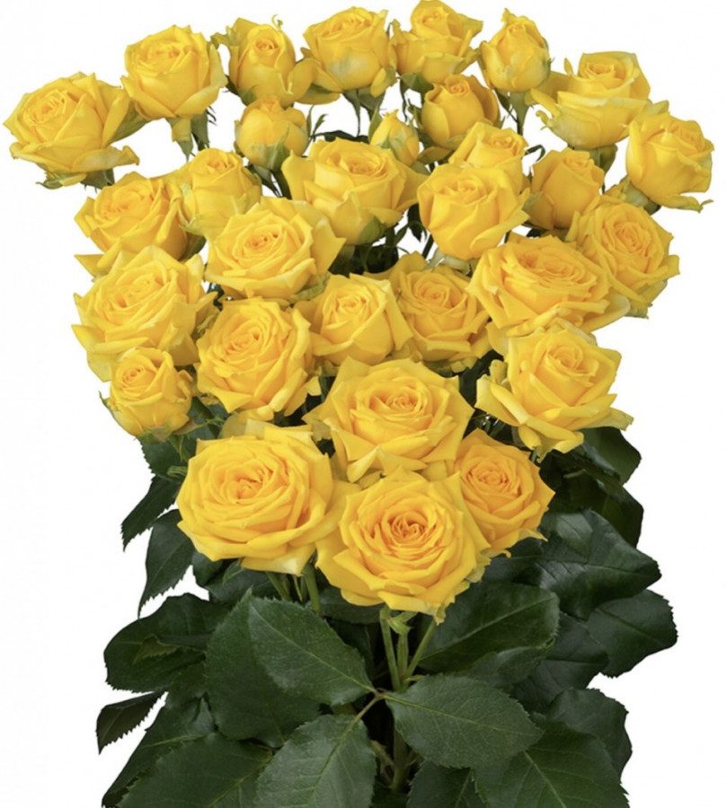 Roses Spray Tarantella