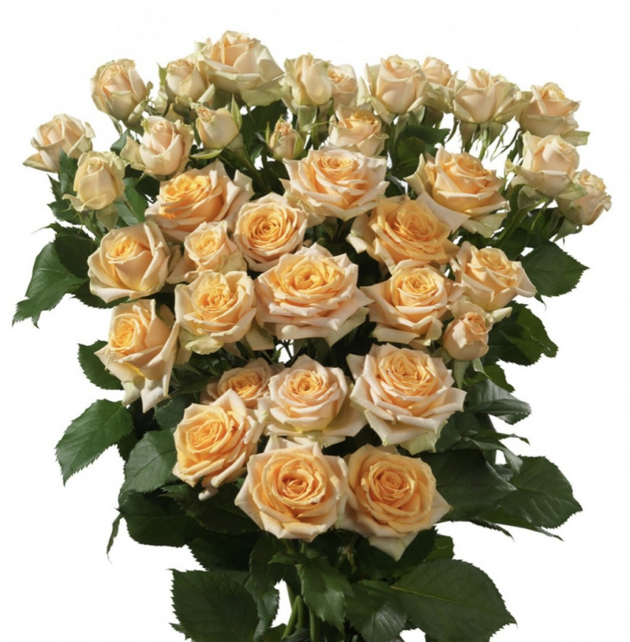 Roses Spray Trinity
