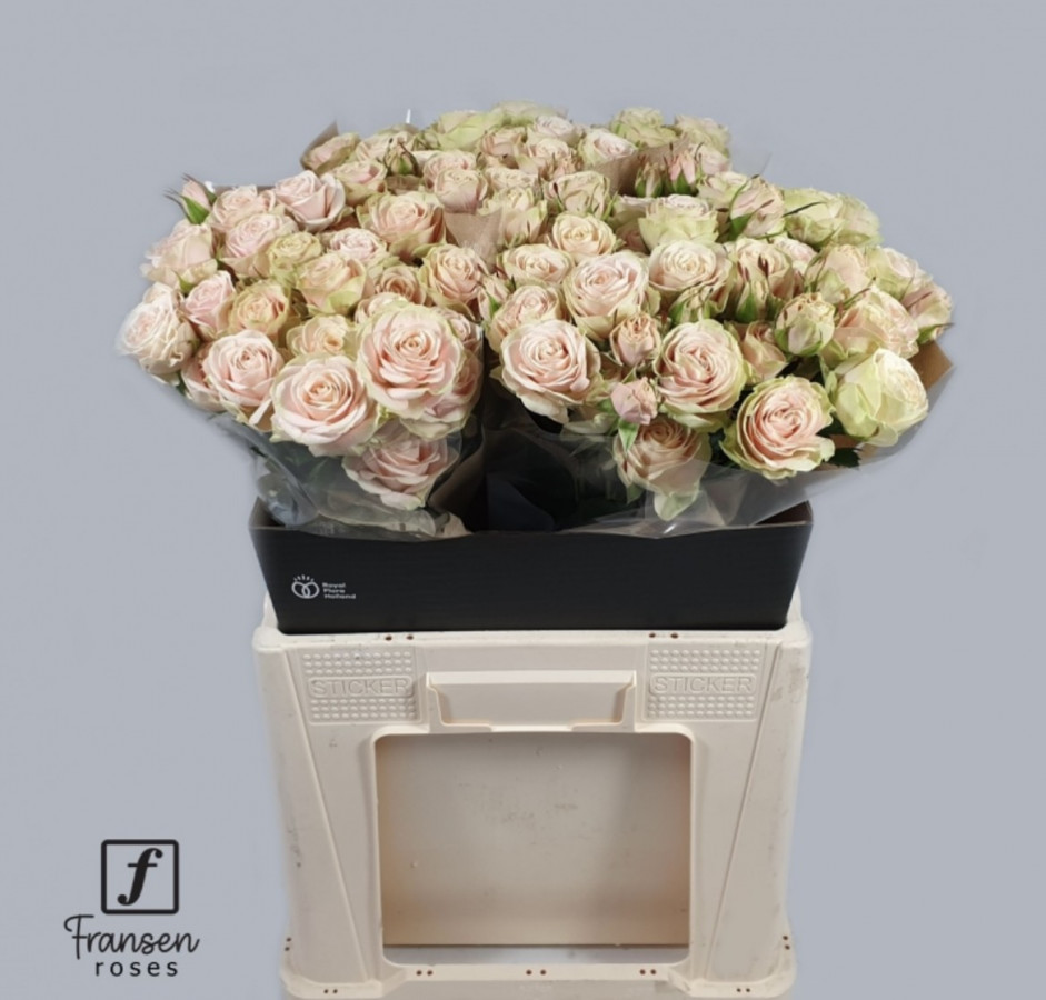 Roses Spray Whitney