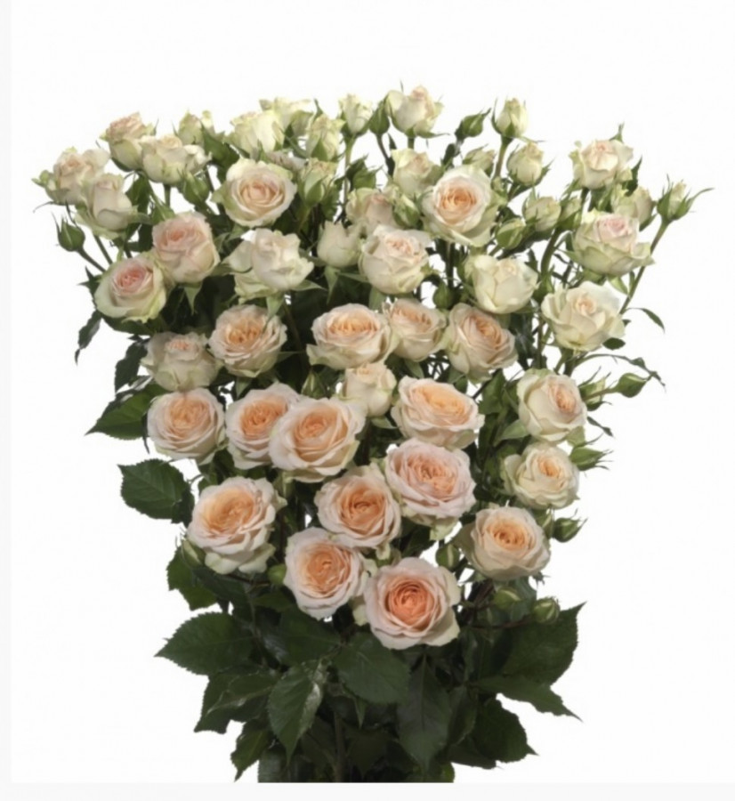 Roses Spray Rosanella